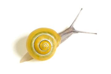 escargot