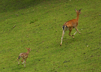 Reh © Petra Kohlstädt