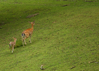 Reh © Petra Kohlstädt