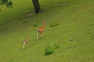 Reh © Petra Kohlstädt