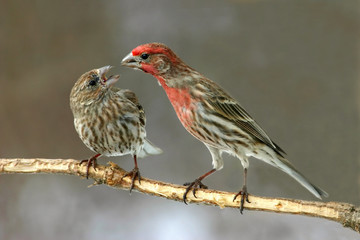 House Finch Feeding