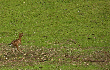 Reh © Petra Kohlstädt