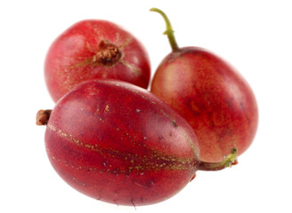 Red gooseberry