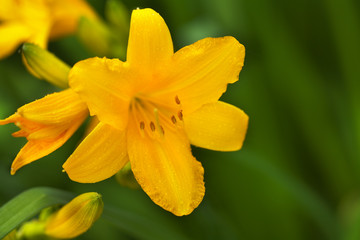 Beautiful hemerocallis flower
