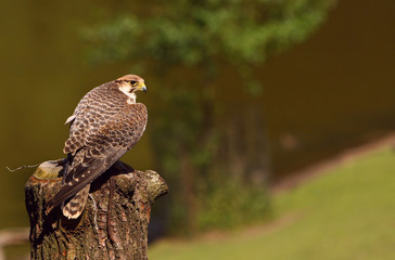 Vogel
