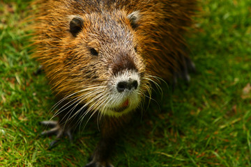 Nutria