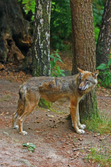 Fototapeta premium Wolf