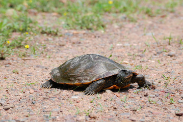 Painted turtle