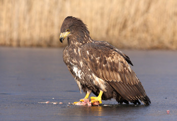 sea-eagle 3