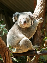 Australian Koala