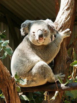 Australian Koala 