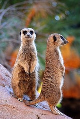 Suricates