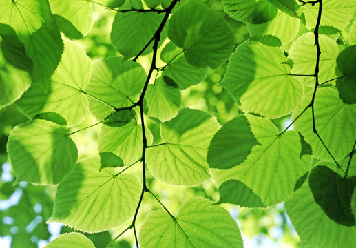 green leaves glowing in sunlight