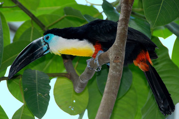 toucan