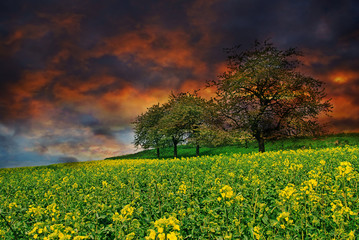 Rape field at sunset