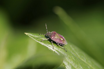 Fototapeta premium Sloe Bug portrait