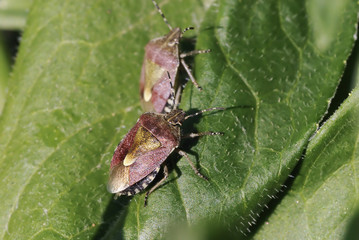 Sloe Bug portrait