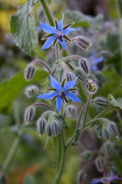 Bourrache officinale