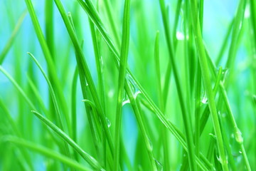 Morning dew on the green grass