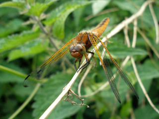Dragonfly
