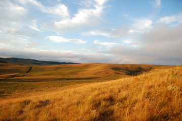 Fototapeta premium Golden fields