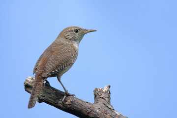 House Wren (troglodytes aedon) on a perch 