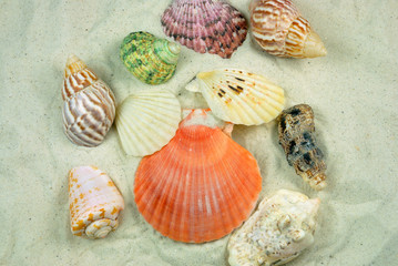beach sea shells