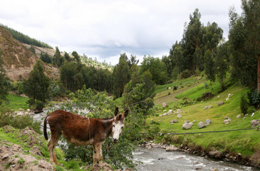 Fototapeta na wymiar Donkey przez rzekę