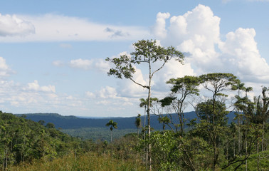 Obraz premium Amazon Basin