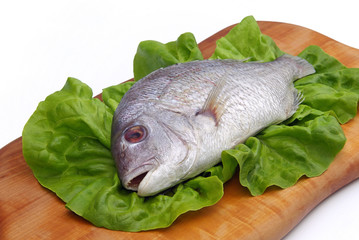 Dorade - Gilt head bream 02