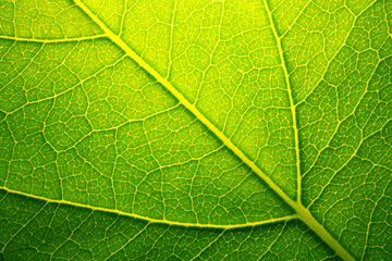 Fototapeta na wymiar Green Leaf