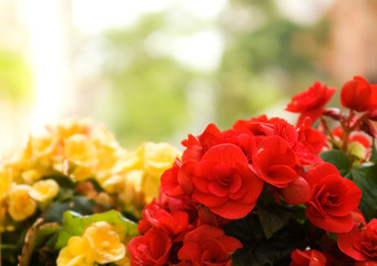 Beautiful flowers with nice defocused green background