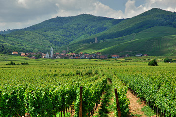 Fototapeta na wymiar Winnica w Alzacji