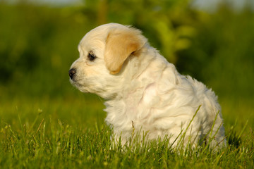 Bichon Havanais puppy dog