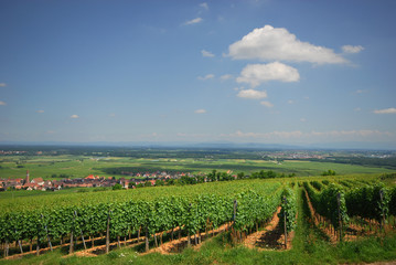 Fototapeta na wymiar Les vignes en Alsace