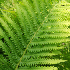 Fern Stem