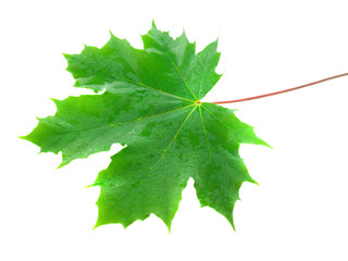  Green leaf