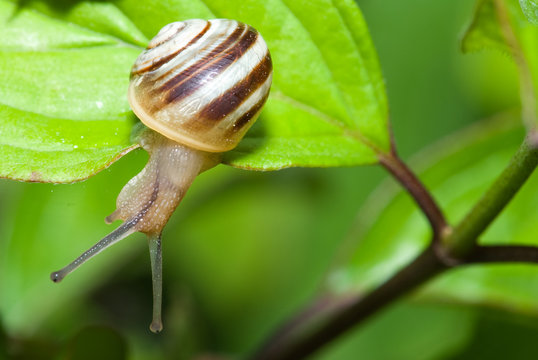 escargot 2
