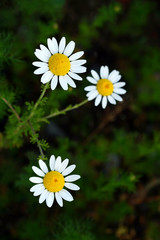 yellow-white flowers of marguerites