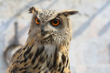 owl