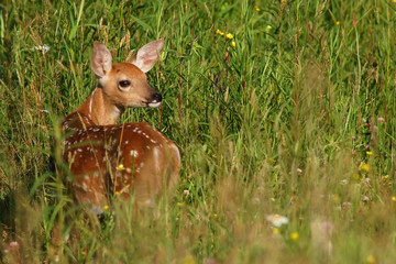 White-tailed Deer Fawn