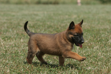 chiot Berger qui se gambade © CALLALLOO CANDCY