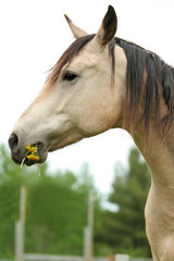Horse nibbling on grass and dandelions