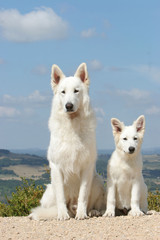 chienne et chiot Berger Blanc Suisse