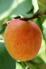 albero di albiccoche 2