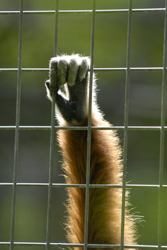 Tiere hinter Gittern