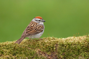Chipping Sparrow