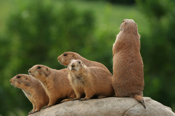 Prairie dogs on rock