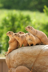 Prairie dogs on rock