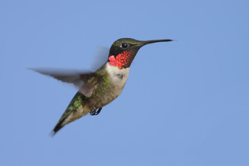 Ruby-throated Hummingbird (archilochus colubris)  © Steve Byland